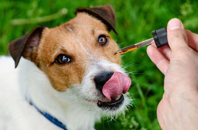 cbd oil for dogs